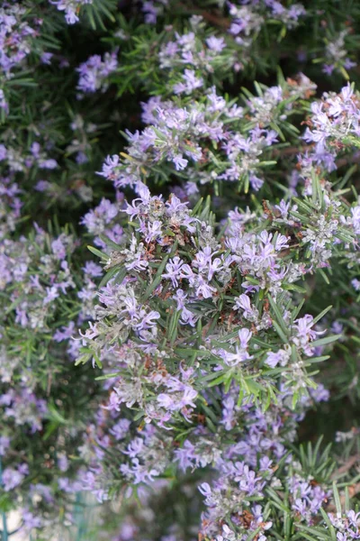 Bahar çiçekleri daha yakın çekim güneşli bir günde
