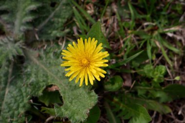 Bahar çiçekleri daha yakın çekim güneşli bir günde