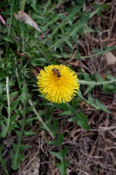 Sarı bahçe çiçeğinin üzerindeki arı