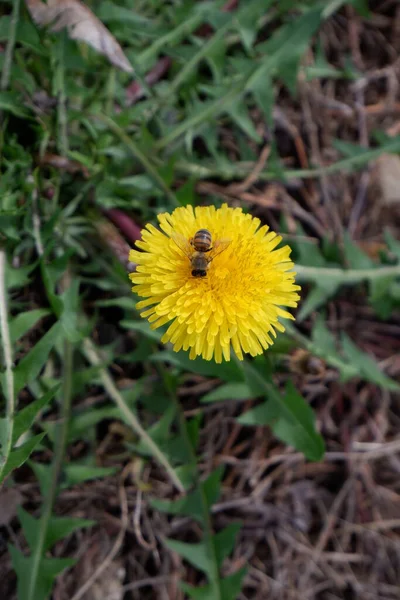 Biene Auf Gelber Gartenblume — Stockfoto