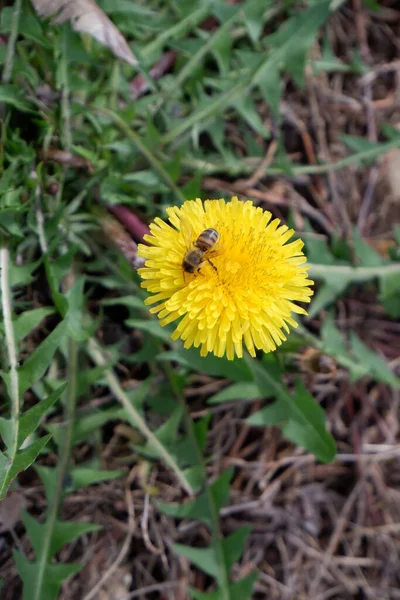 Biene Auf Gelber Gartenblume — Stockfoto