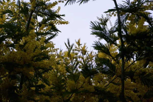 Mimosa ağacı çiçekleri güzeldir.