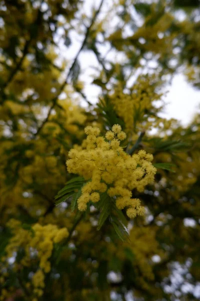 Mimosa Tree Flowers Beauty — Stock Photo, Image