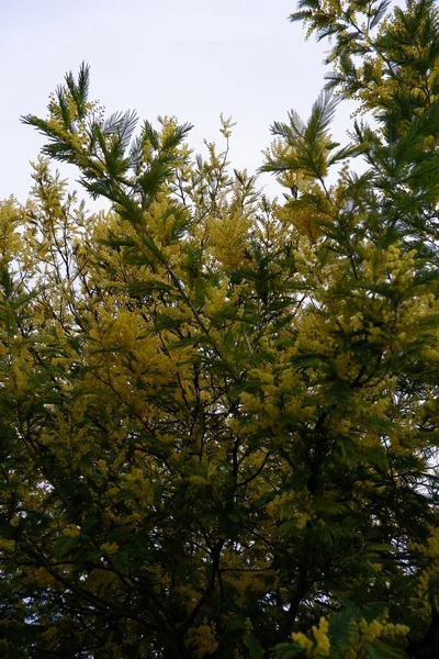 Mimosa Árvore Flores Beleza — Fotografia de Stock