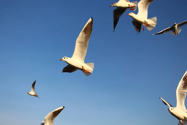 Seagulls Trying Catch Food People Throwing Them — Stock Photo, Image