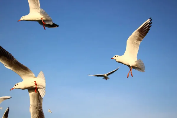 Martılar insanların onlara attığı yiyecekleri yakalamaya çalışıyor.