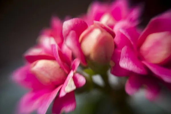 Gün ışığında çiçeklerin makro fotoğrafı