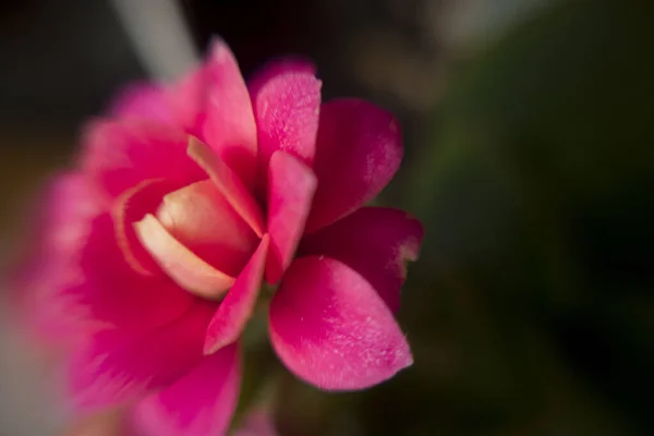 Macro Photo Flowers Day Light — Stock Photo, Image
