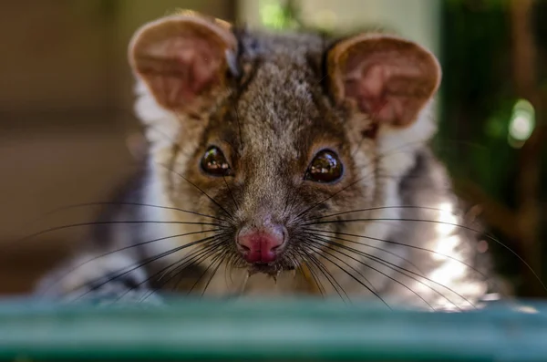 Rosto Bonito Possum — Fotografia de Stock