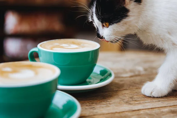 Little cute white cat with black spots licking his nose while smelling hot aroma cappuccino in turquoise colored cup served on summer coffee shop terrace. Concept of barista art and hot drinks