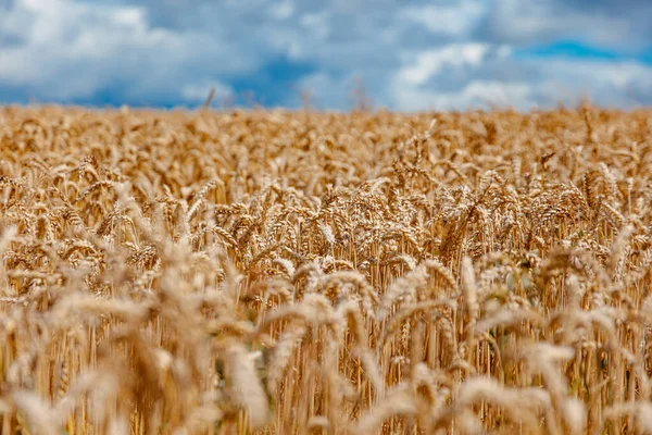 Natural Background Golden Wheat Field Blue Sky Texture Wallpaper Backdrop — Stock Photo, Image