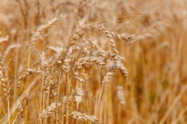 Buğday kulaklı altın tarlanın dokusu. Doğal duvar kâğıdı ve fon. Kapat, metin için boşluk.