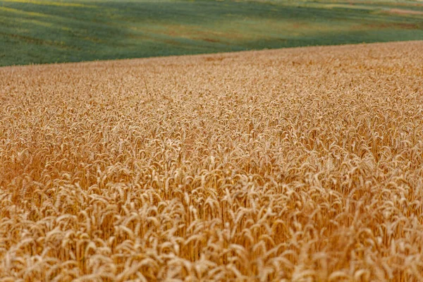 Schöne Aussicht Auf Das Feld Mit Grünem Und Gelbem Weizen — Stockfoto