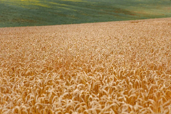 Texture Background Field Green Yellow Ears Wheat Natural Wallpaper Backdrop — Stock Photo, Image