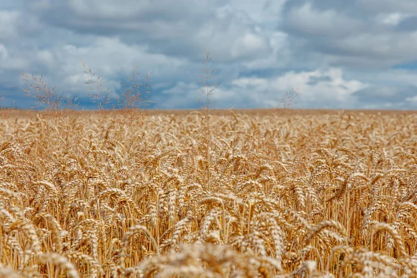 Close Golden Field Wheat Ears Clear Blue Sky Colors National — Stock Photo, Image