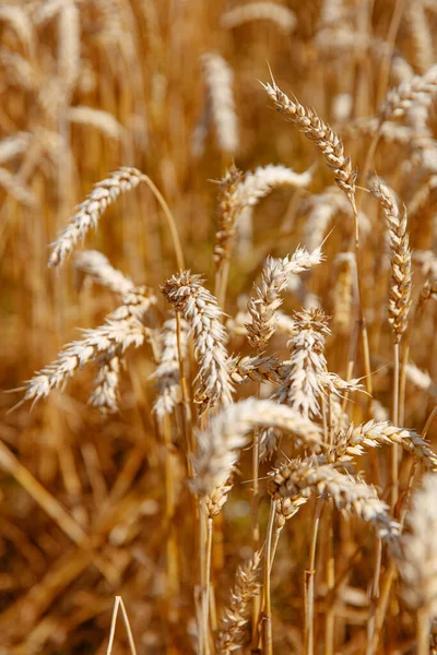 Natural Background Ears Golden Wheat Summer Season Beautiful Rural Landscape — Stock Photo, Image