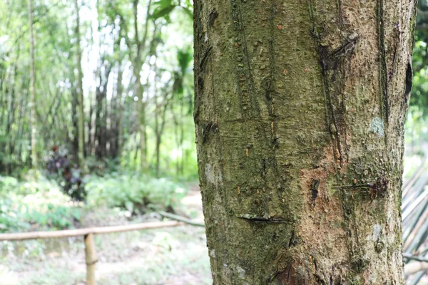 Tekstur kulit pohon. Tubuh dari pohon. — Stok Foto