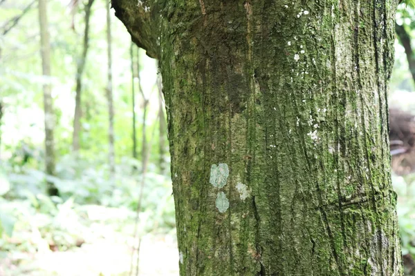 Texture écorce d'arbre. Le corps de l'arbre — Photo