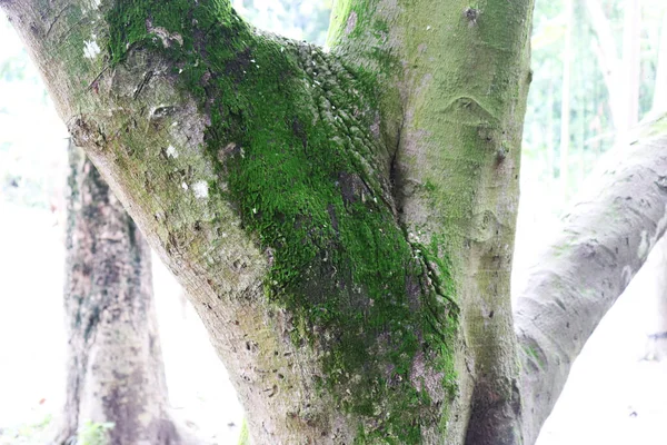 Boom schors textuur. Het lichaam van de boom — Stockfoto