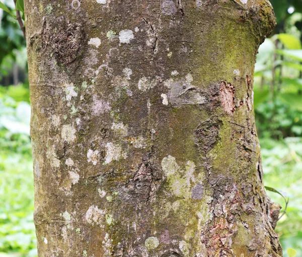 Texture écorce d'arbre. Le corps de l'arbre — Photo