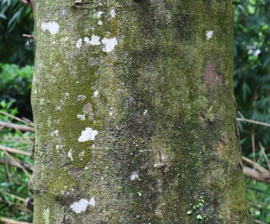 Ağaç kabuğu dokusu. Ağacın gövdesi