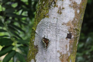 Ağaç kabuğu dokusu. Ağacın gövdesi