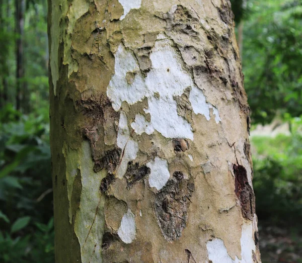 Texture écorce d'arbre. Le corps de l'arbre — Photo