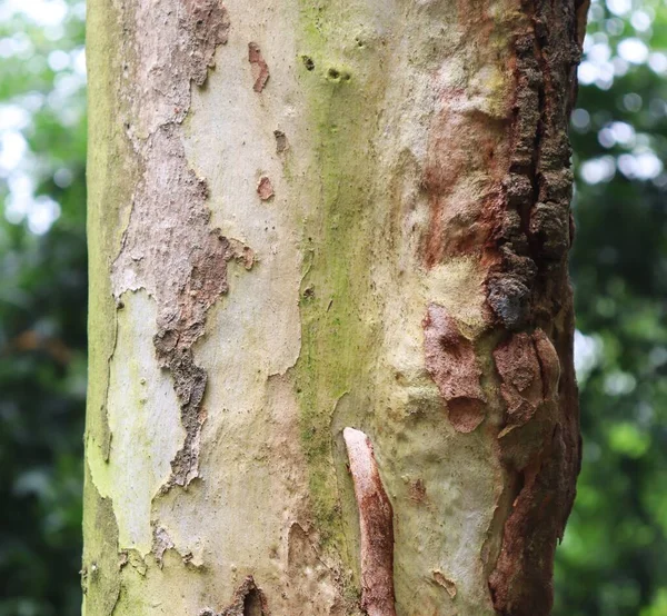 Texture écorce d'arbre. Le corps de l'arbre — Photo