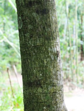 Ağaç kabuğu dokusu. Ağacın gövdesi