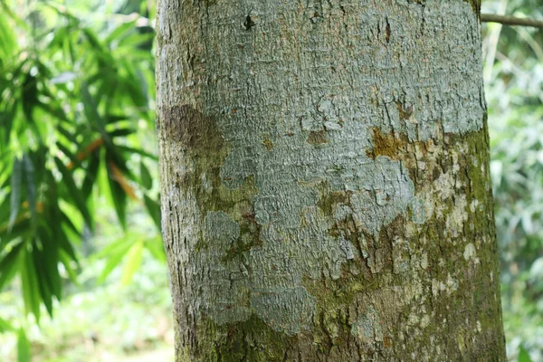 Eucalyptus. Le corps de l'arbre. Texture écorce d'arbre — Photo
