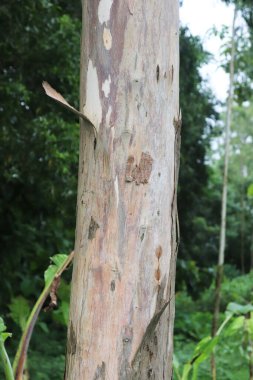 Okaliptüs ağacı. Ağacın gövdesi.