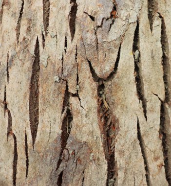 Kuru ağaç kabuğu dokusu arka plan, Ahşap arkaplan