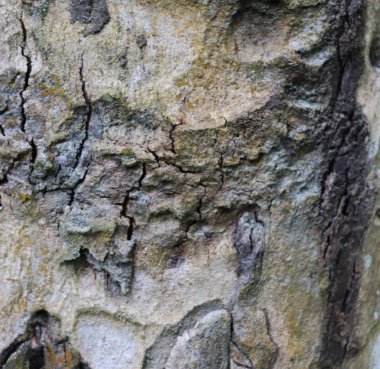 Kusursuz ağaç kabuğu dokusu. Ağaç kabuğu dokusu arkaplanı