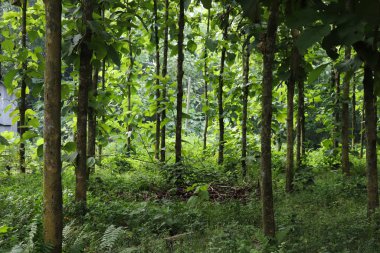 Karanlık orman geçmişi. Güzel yeşil orman ağaçları
