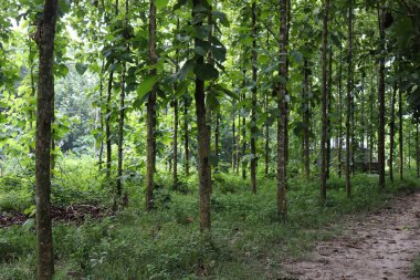 Güzel yeşil orman ağaçları. Doğa yeşili ağaçlar