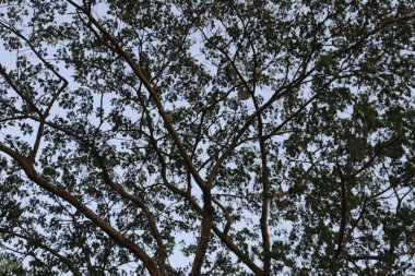 Yaprak gökyüzü ile arka plan. Ağaçlar yapraklar ve gökyüzü