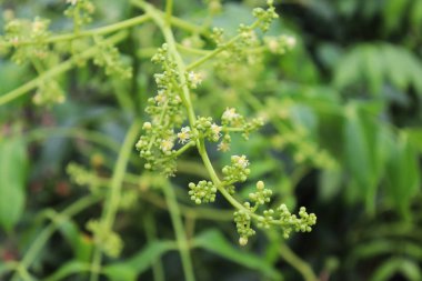 Yeşil tomurcuklar. Ağaçtaki Güzel Yeşil Tomurcuklar