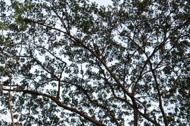 Ağaç yaprakları ve gökyüzü. Gökyüzü ile yaprak arkaplan