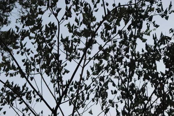 Zanechává pozadí s oblohou. Listy stromů a obloha — Stock fotografie