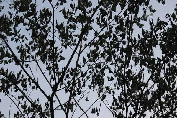 Stromy, listí a nebe. Listy pozadí s oblohou — Stock fotografie