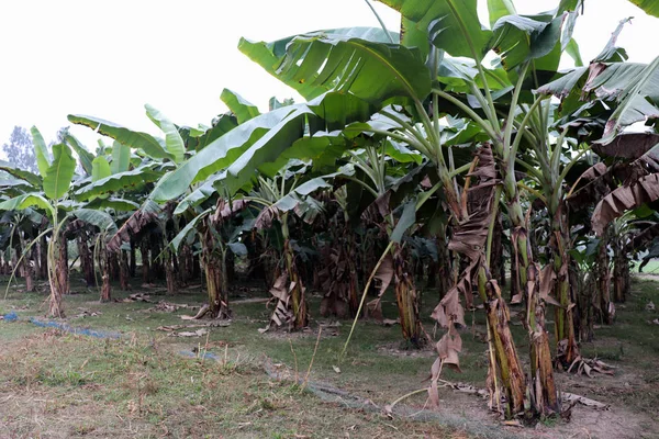 Perkebunan pohon pisang hijau pada musim panas — Stok Foto