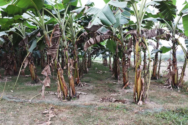 Банановый сад. Много зеленых банановых деревьев — стоковое фото