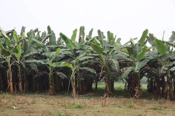 Bananengarten. Pflanzung grüner Bananenbäume im Sommer — Stockfoto