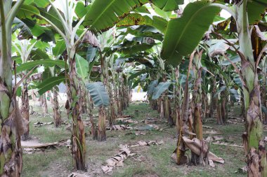 Muz bahçesi. Bir sürü yeşil muz ağacı