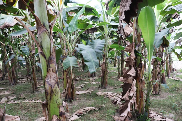 Pflanzung grüner Bananenbäume im Sommer. Bananengarten — Stockfoto