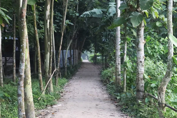 Village Road-on. Nature Landscape Village Road Bangladesben — Stock Fotó