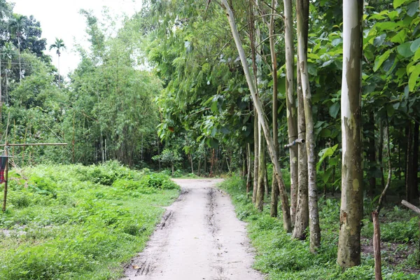 Village Road and Trees. Nature Landscape Village Road in Bangladesh