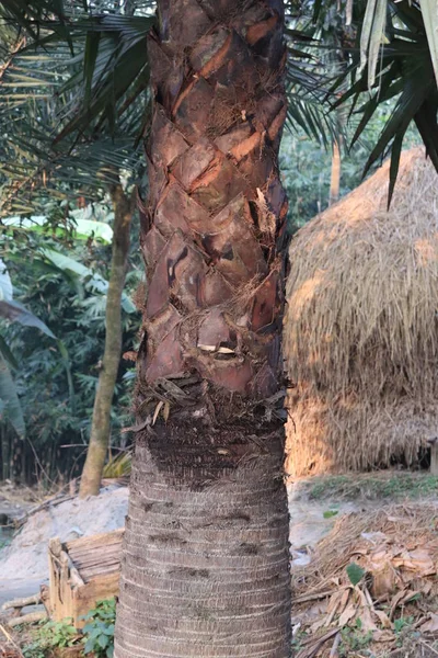 Baumrindenstruktur. der Körper des Baumes — Stockfoto