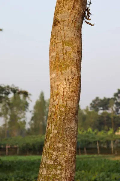 Baumrindenstruktur. der Körper des Baumes — Stockfoto