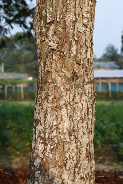 Boom schors textuur. Het lichaam van de boom — Stockfoto